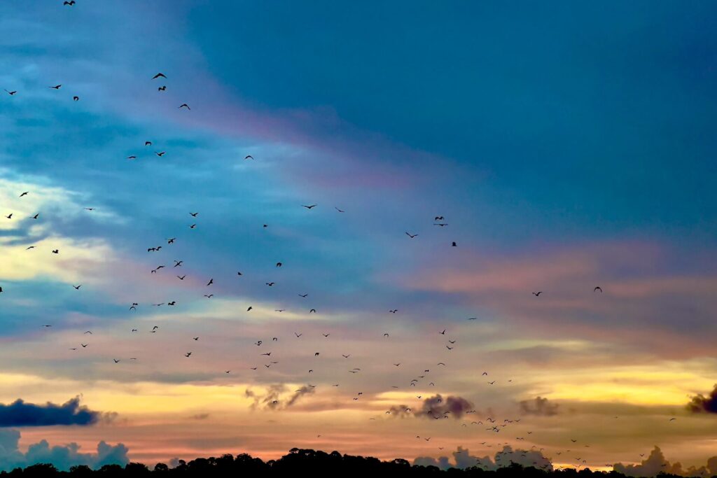 Bat Exodus - Kalong Island - Komodo National Park