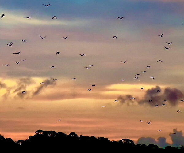 Bat Exodus - Kalong Island - Komodo National Park