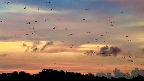 Bat Exodus - Kalong Island - Komodo National Park