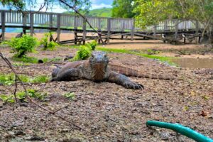 Komodo Dragon on the Beach - Komodo Island - Komodo National Park