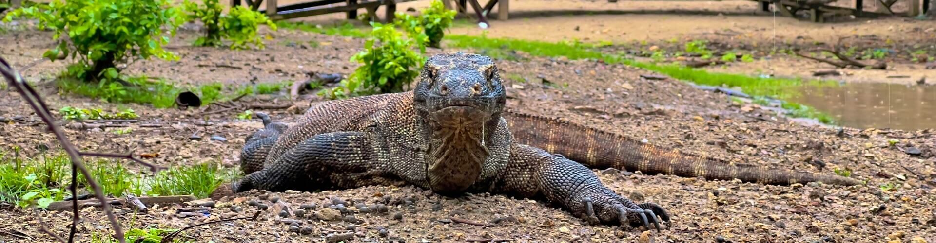 Komodo Dragon on the Beach - Komodo Island - Komodo National Park