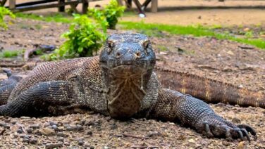 Komodo Dragon on the Beach - Komodo Island - Komodo National Park