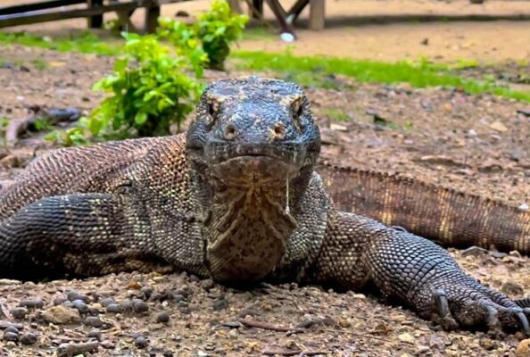 Komodo Dragon on the Beach - Komodo Island - Komodo National Park