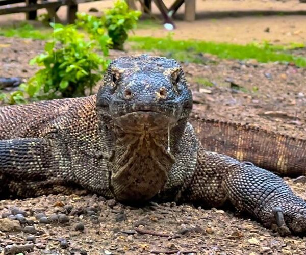 Komodo Dragon on the Beach - Komodo Island - Komodo National Park