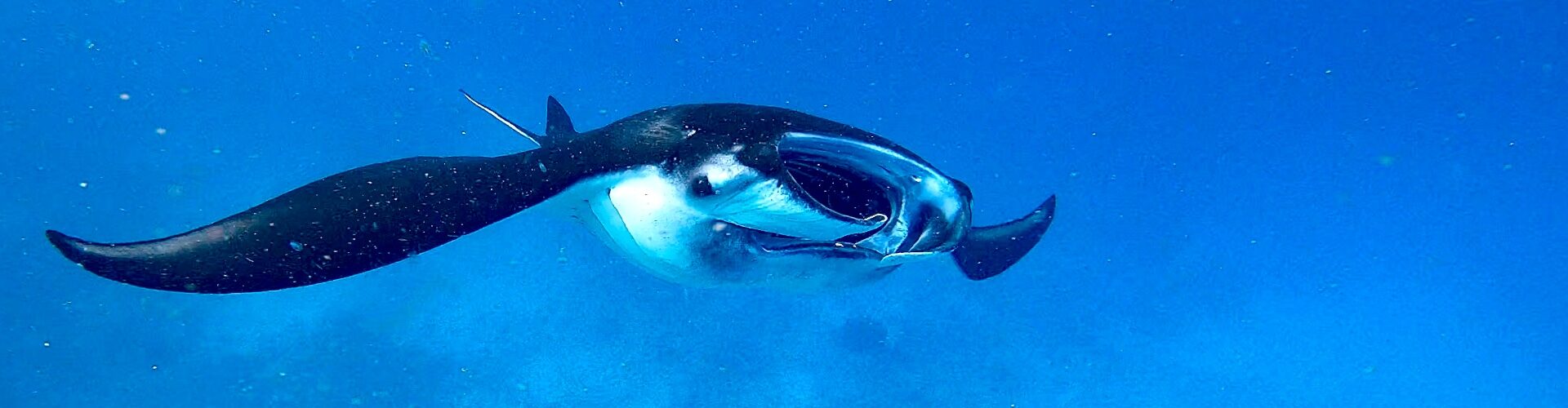 Manta Ray - Manta Point - Komodo National Park