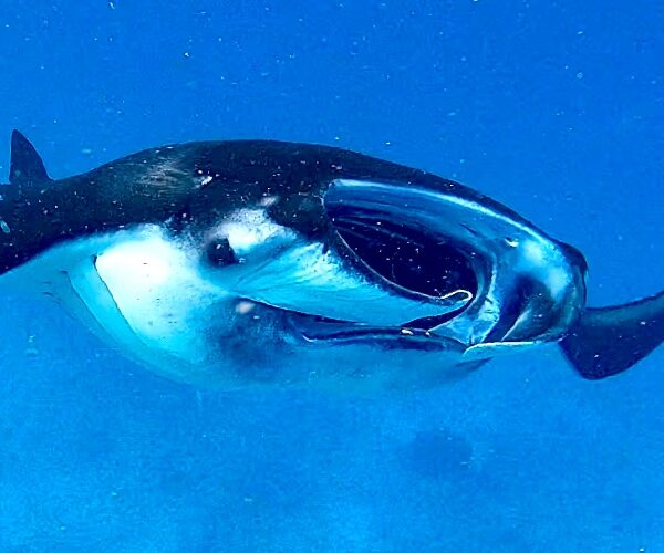 Manta Ray - Manta Point - Komodo National Park