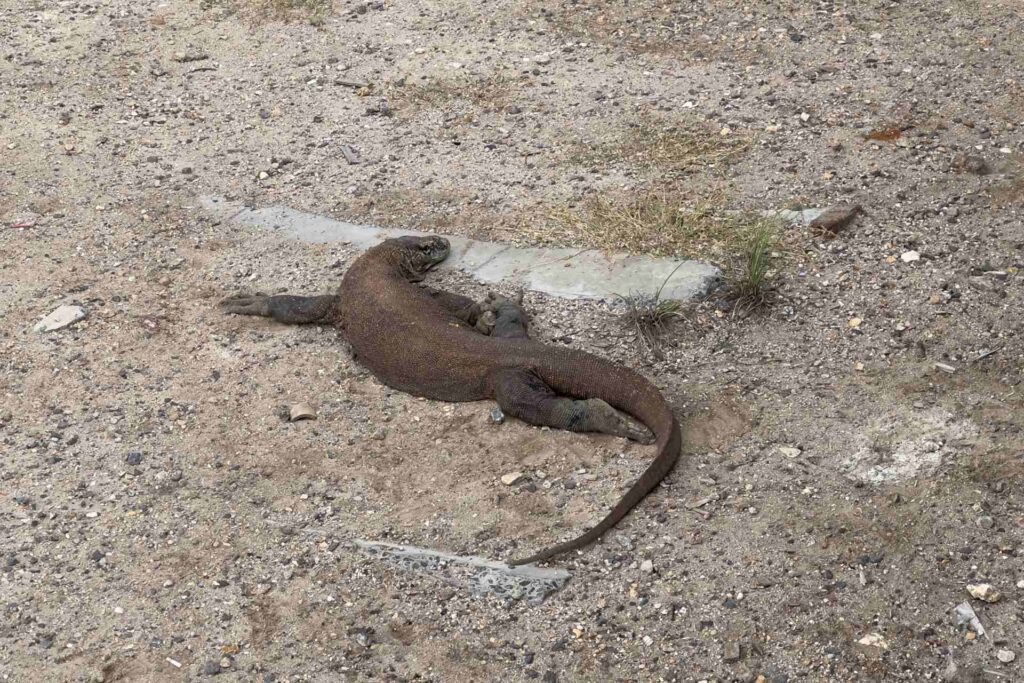 Komodo Dragon - Rinca Island - Komodo National Park