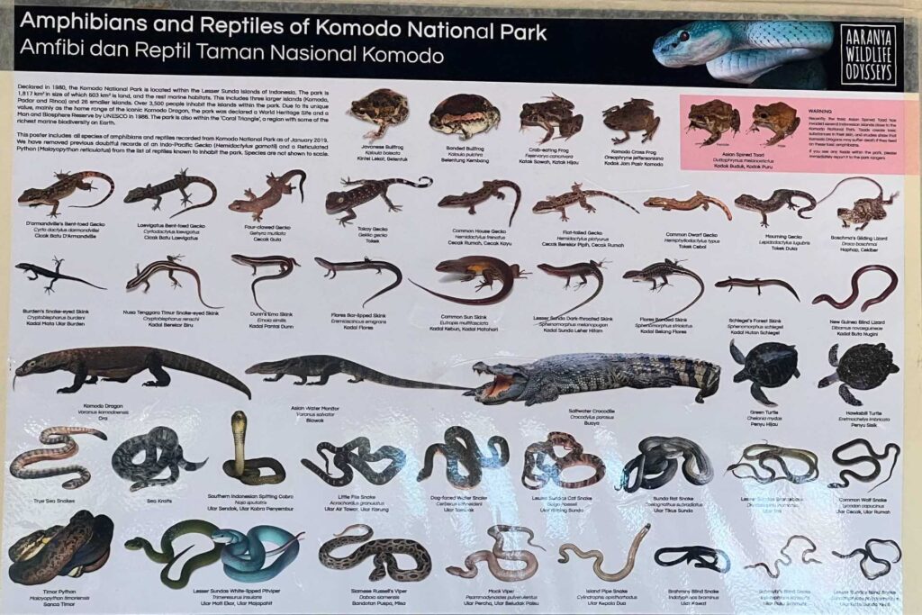 Wildlife - Komodo Island - Komodo National Park
